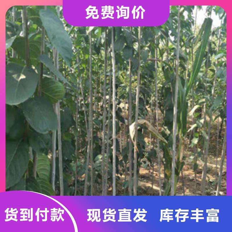 【 杜仲-占地果树精心】买的放心安兴用的舒心