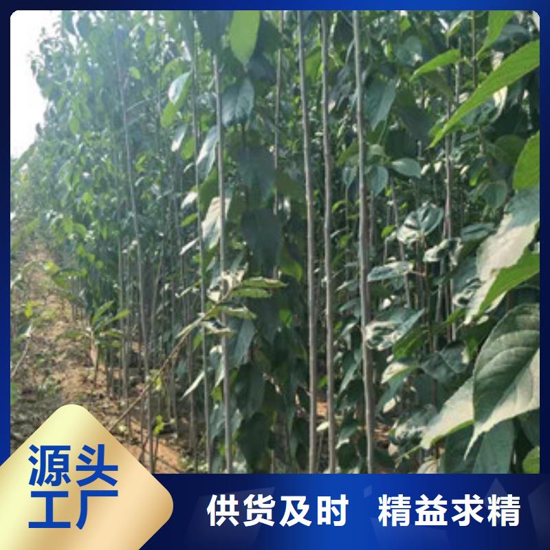 杜仲_【占地果树】用心细节-服务范围包括临汾|吕梁|运城|阳泉|太原等