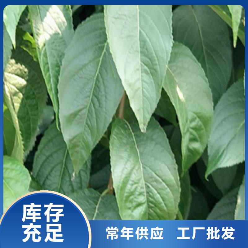 【 杜仲-占地果树精心】买的放心安兴用的舒心