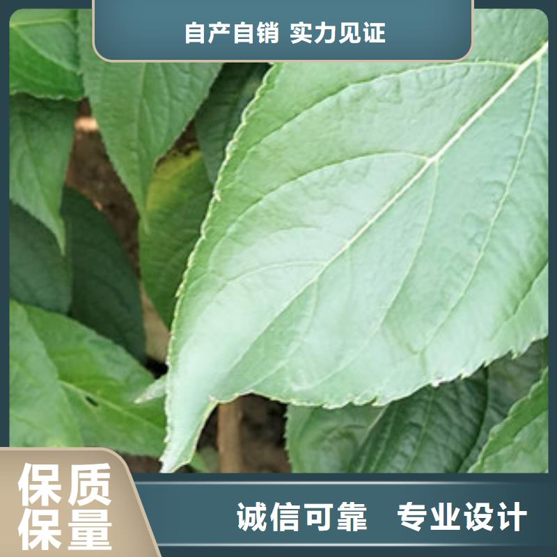杜仲_【占地果树】用心细节-服务范围包括临汾|吕梁|运城|阳泉|太原等