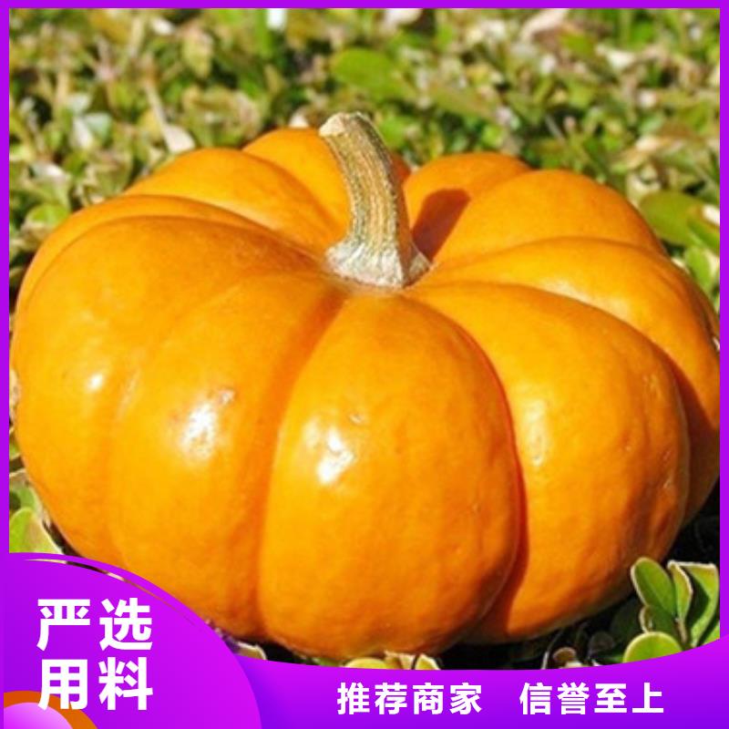 南瓜粒价格公道