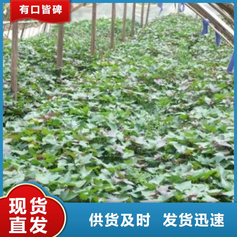 羽衣甘蓝粉视频-羽衣甘蓝粉|云南省昆明市|嵩明|盘龙|大理|楚雄|保山|怒江|迪庆|曲靖|昭通