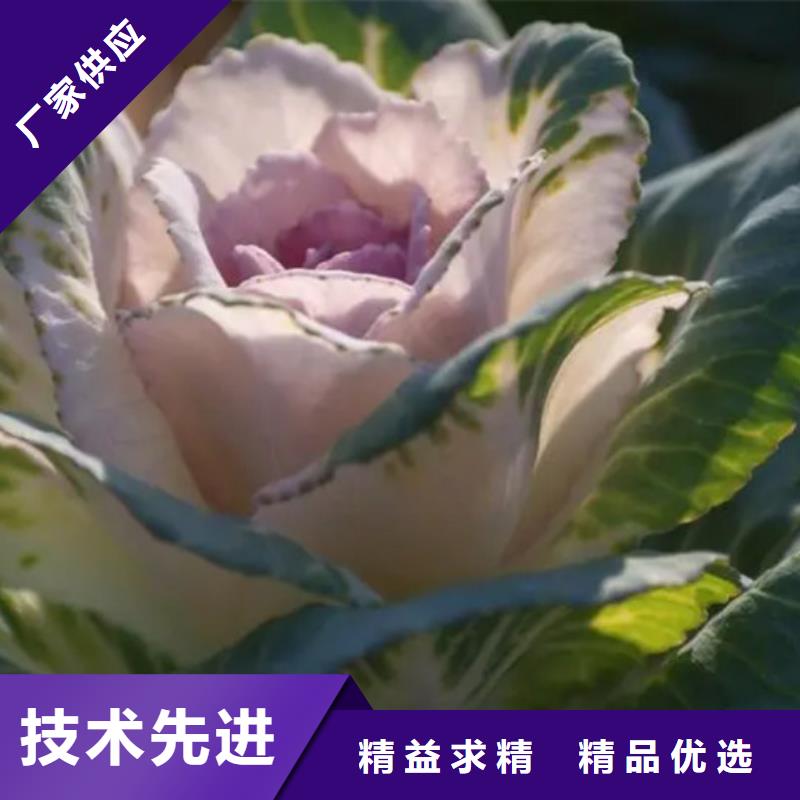 定制羽衣甘蓝粉的基地