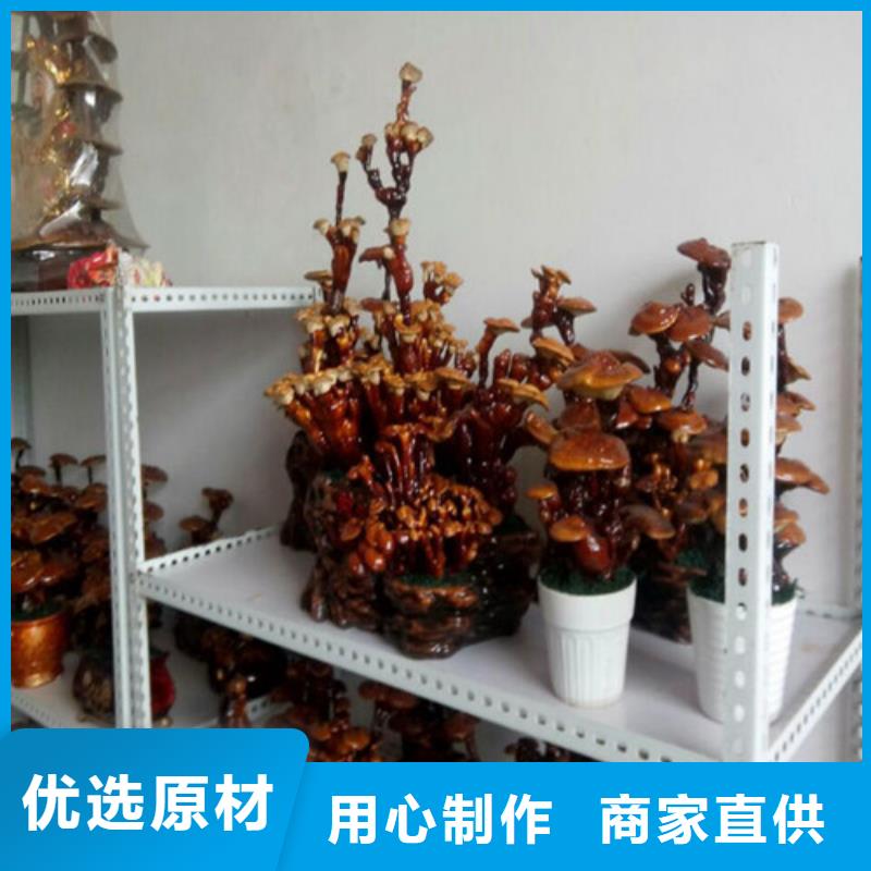 云海灵芝种植专业合作社灵芝孢子粉可按时交货