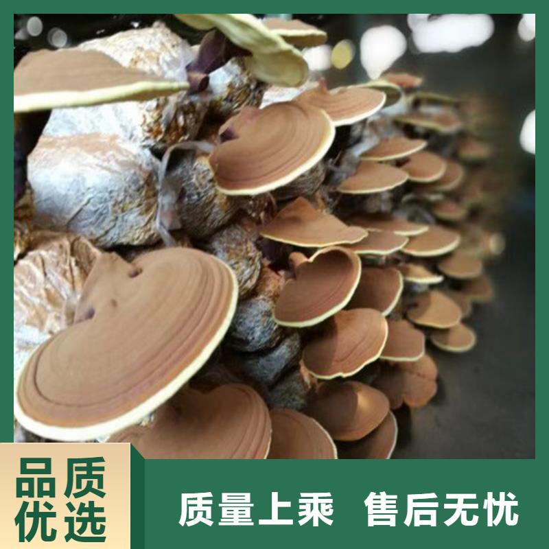 批发破壁灵芝孢子粉价格