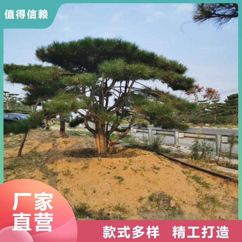 造型松-造型池松价格公道合理