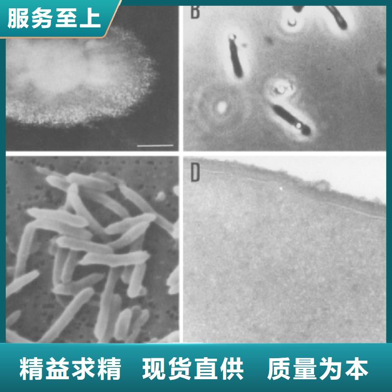 碳源生物球填料精工打造