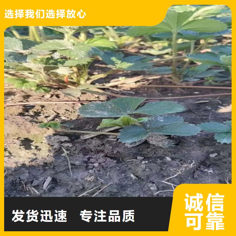 草莓苗蓝莓苗优势