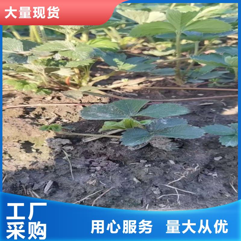 草莓苗大棚草莓苗现货实拍