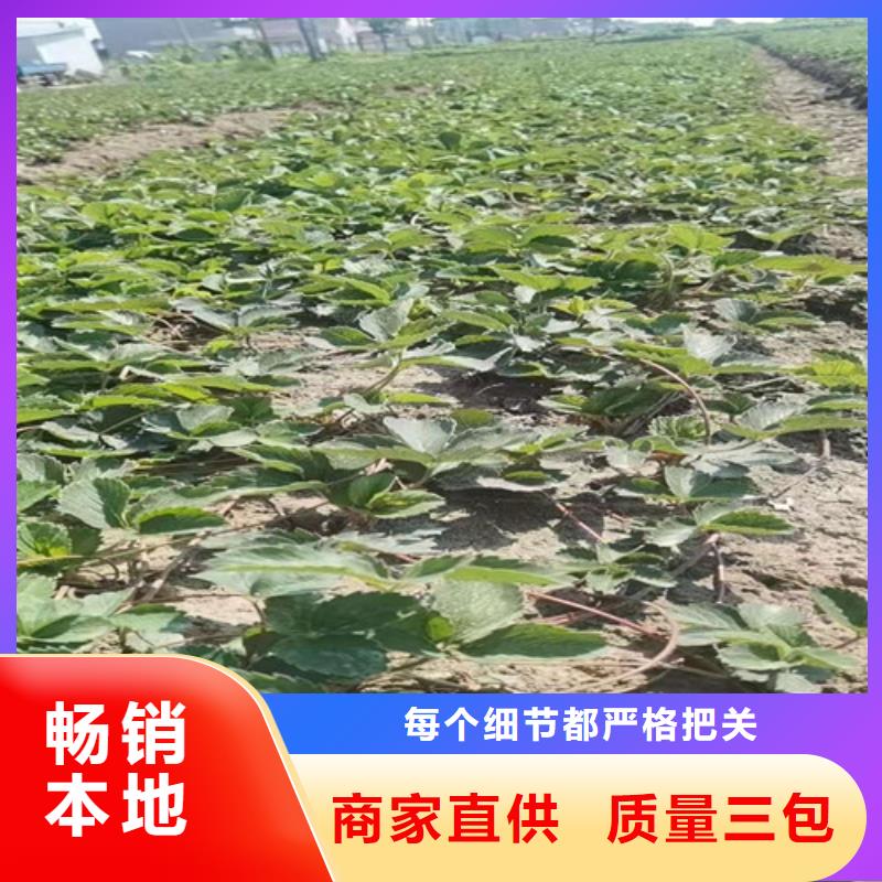 【草莓苗】无花果苗产地货源