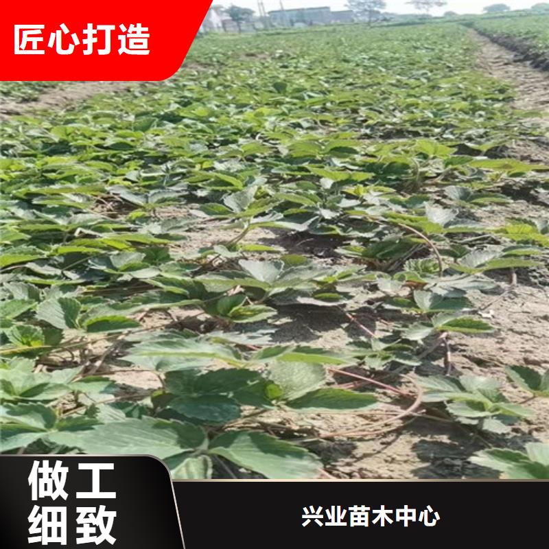 【草莓苗实体厂家支持定制】