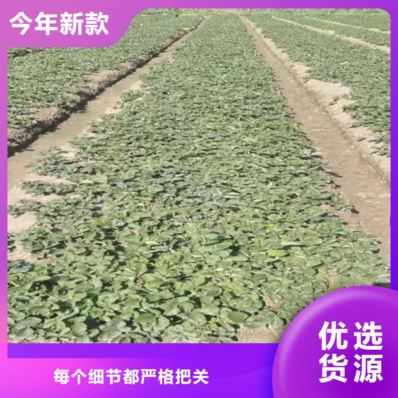 【草莓苗苹果苗厂家销售】