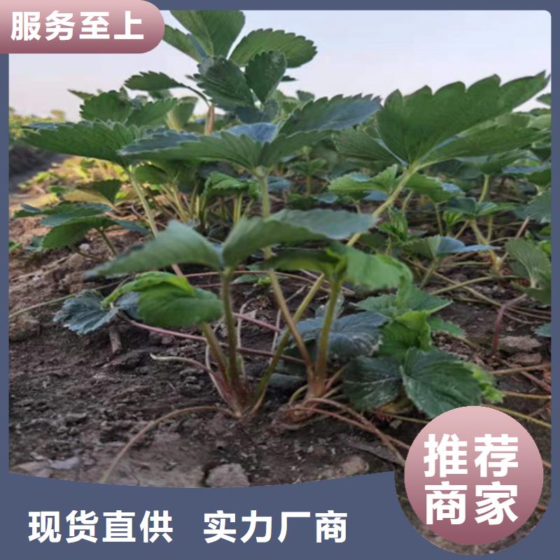 【草莓苗,蓝莓苗好品质用的放心】