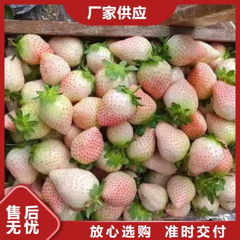草莓苗,山楂苗应用领域