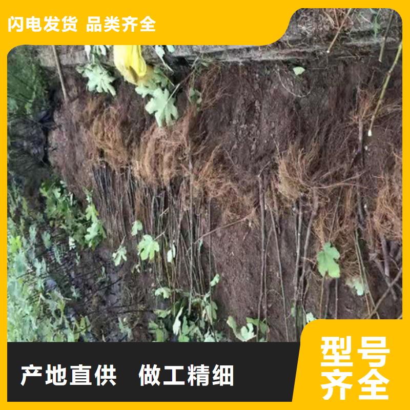 【无花果】酥脆一号销售的是诚信