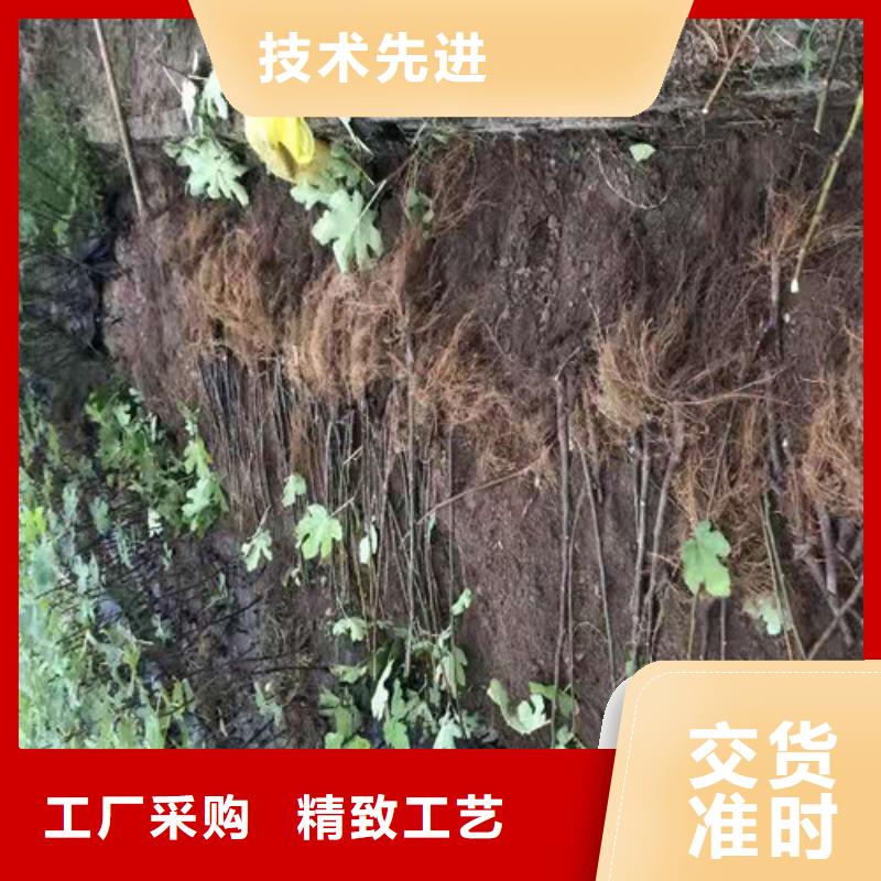 无花果翠冠梨苗用心提升细节