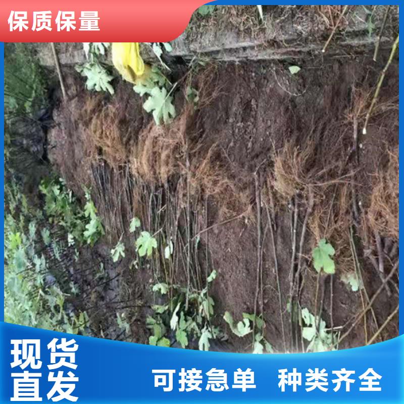 无花果大棚草莓苗性能稳定