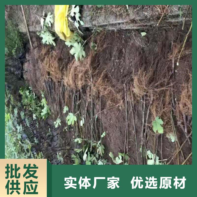 无花果秋月梨苗追求细节品质