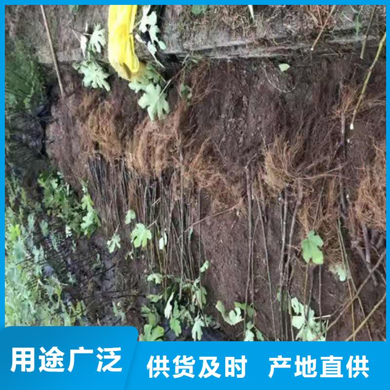 无花果大棚草莓苗性能稳定