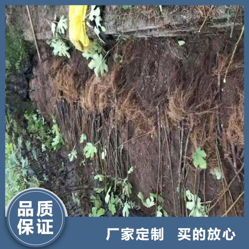 无花果梨树苗制造生产销售