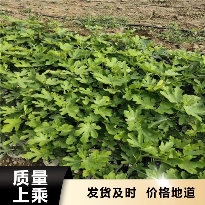 【无花果红颜草莓苗经销商】