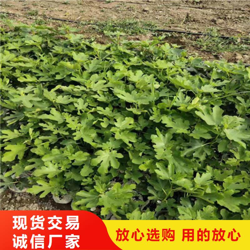 无花果核桃苗资质认证