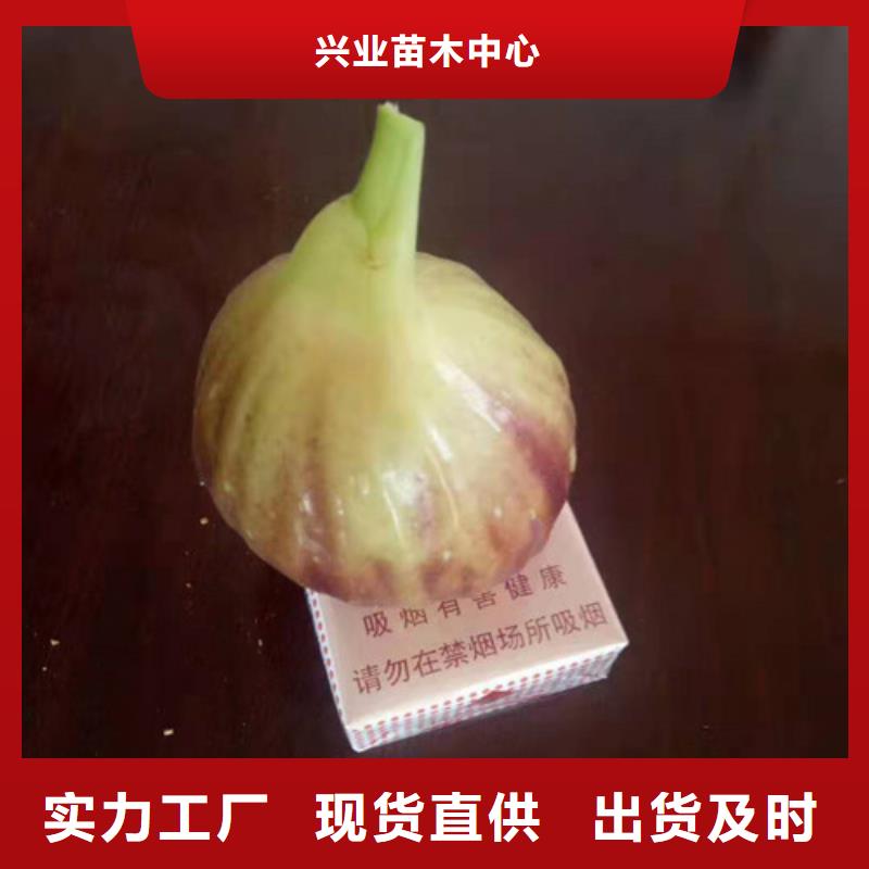 无花果秋月梨苗追求细节品质