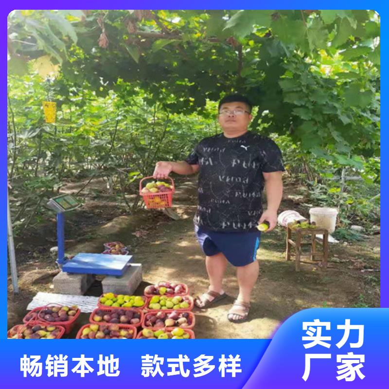 无花果【苹果苗】工厂直供