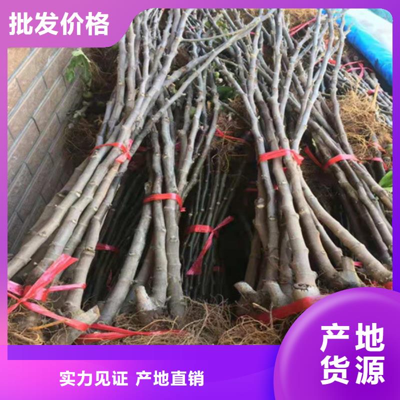 无花果棠梨苗正规厂家