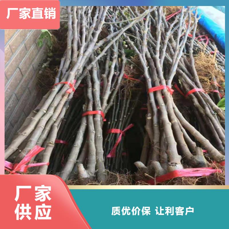 无花果_无花果苗优质原料