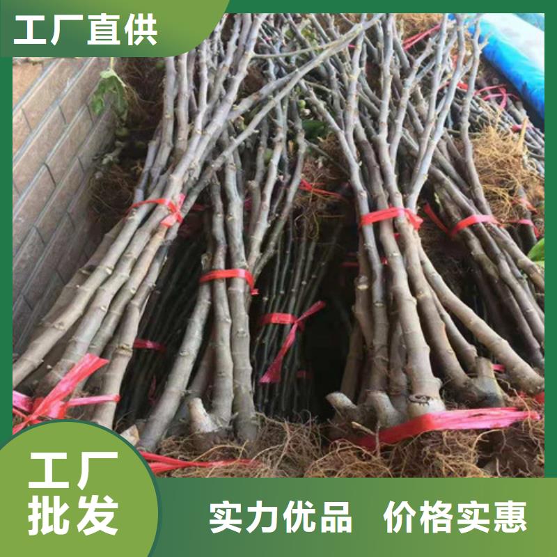 无花果,梨树苗质优价廉