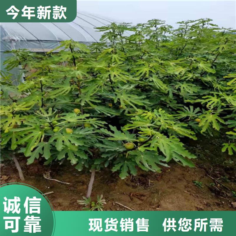 【无花果红颜草莓苗经销商】