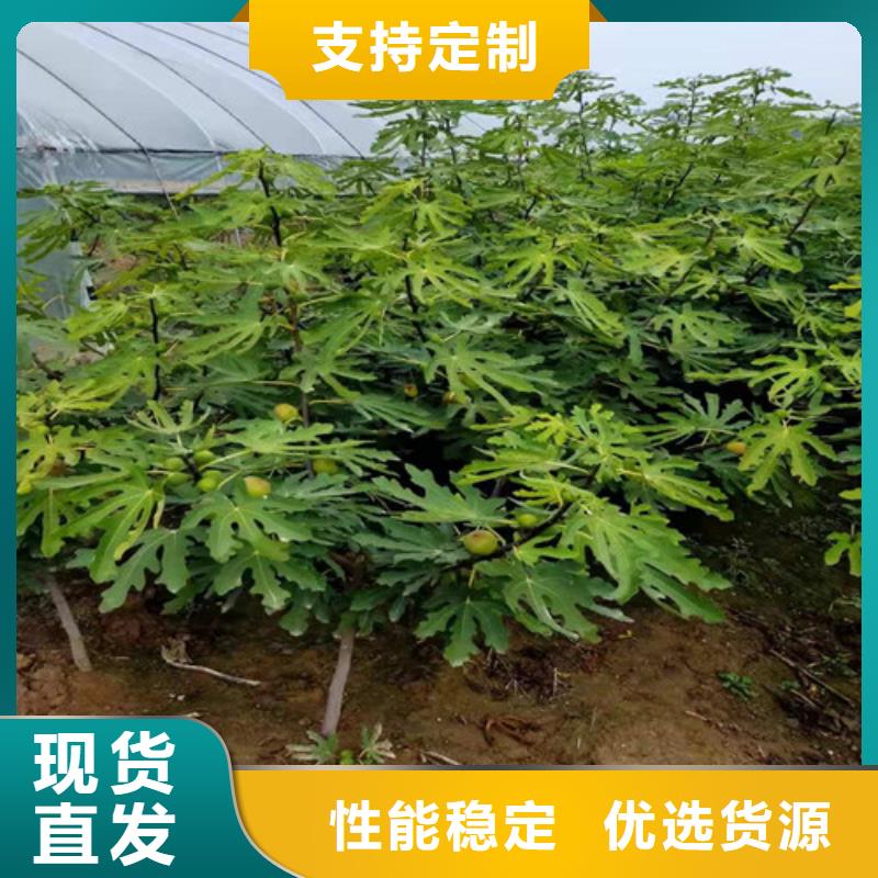 无花果_大棚草莓苗实体诚信厂家