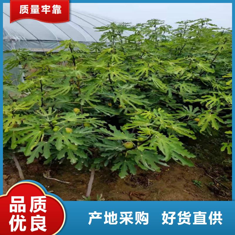 无花果山楂苗现货充足量大优惠