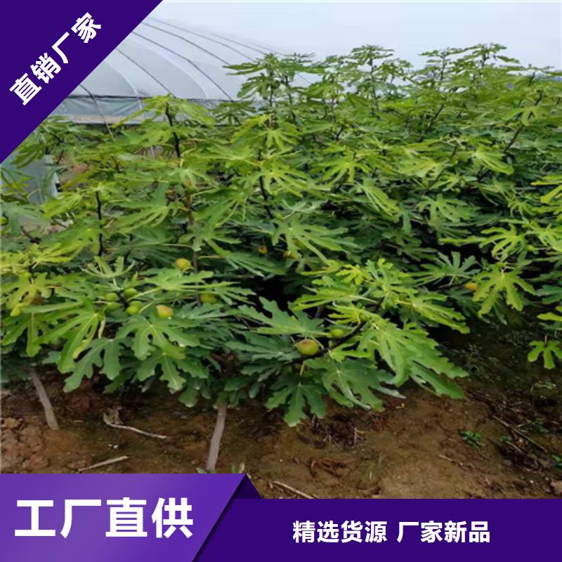 无花果,梨树苗质优价廉