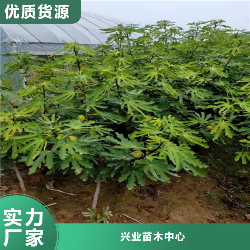 无花果杏苗注重细节