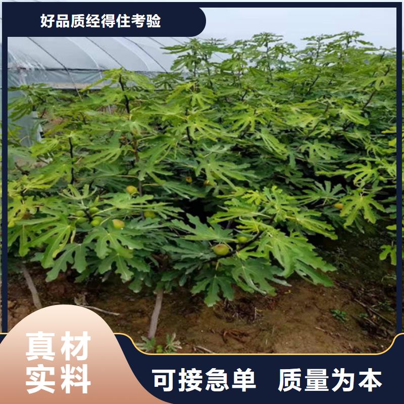 无花果大棚草莓苗性能稳定