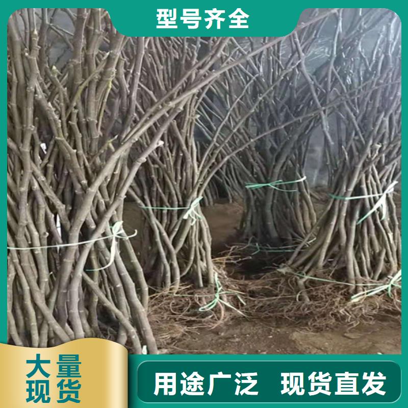 无花果_黄桃苗服务始终如一