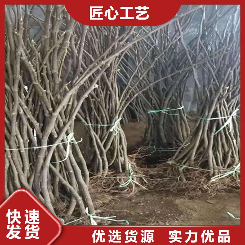 无花果-红耔山楂苗售后无忧