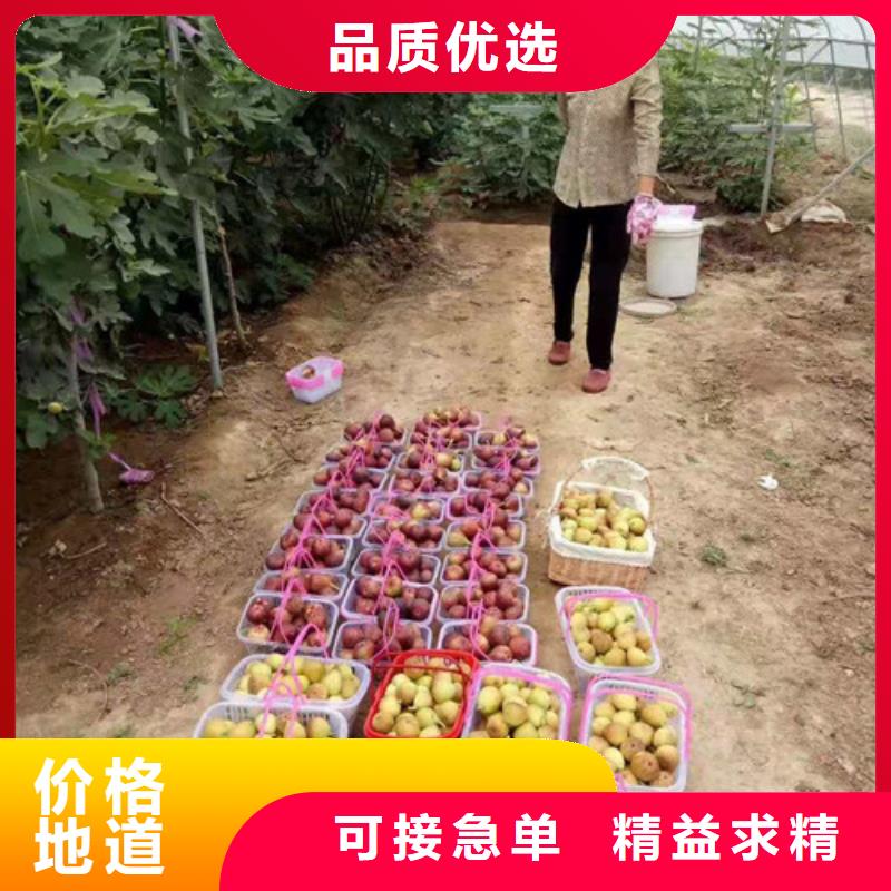 无花果梨树苗产品优势特点