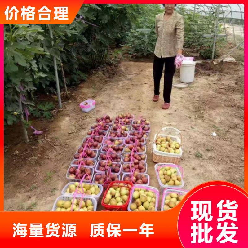 无花果蓝莓苗满足客户需求