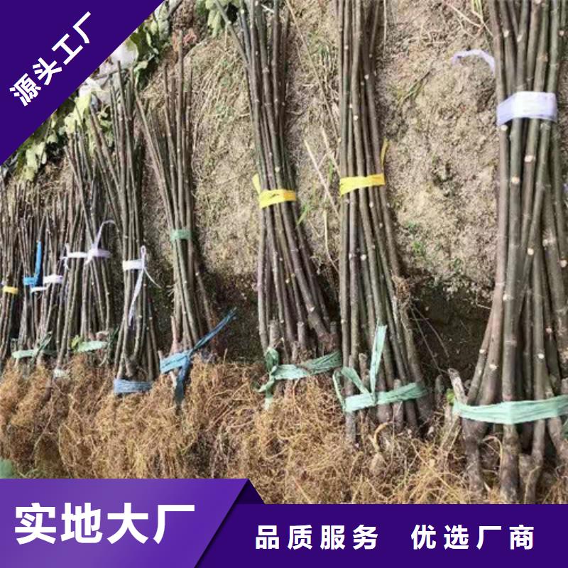 无花果樱桃树苗现货充裕