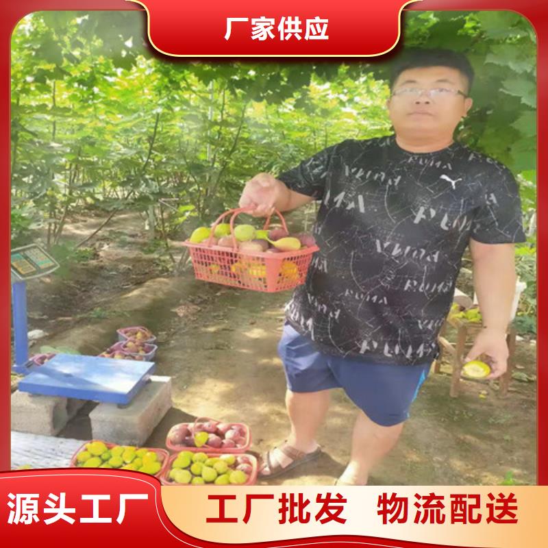 无花果蓝莓苗满足客户需求