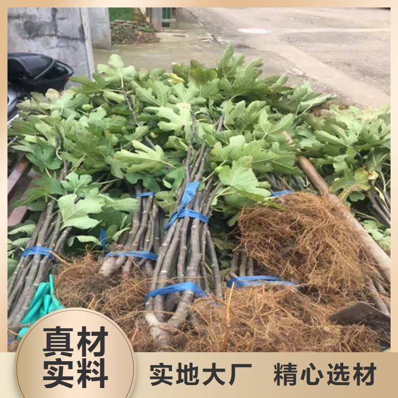 无花果蟠桃苗支持拿样