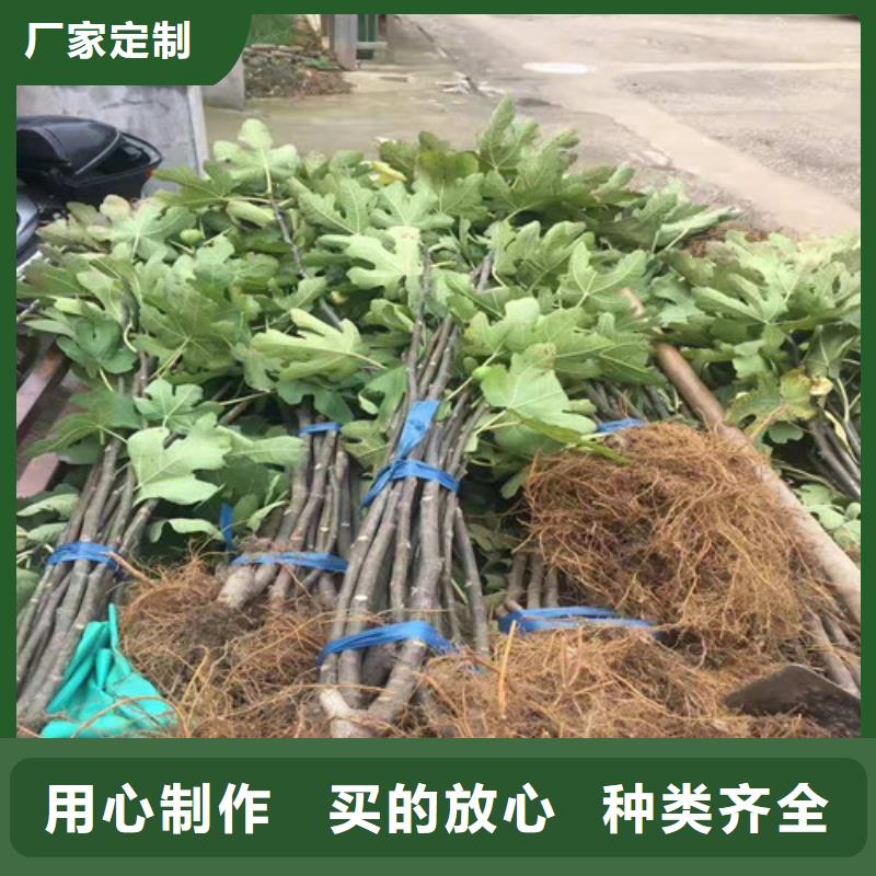 无花果猕猴桃苗定制速度快工期短