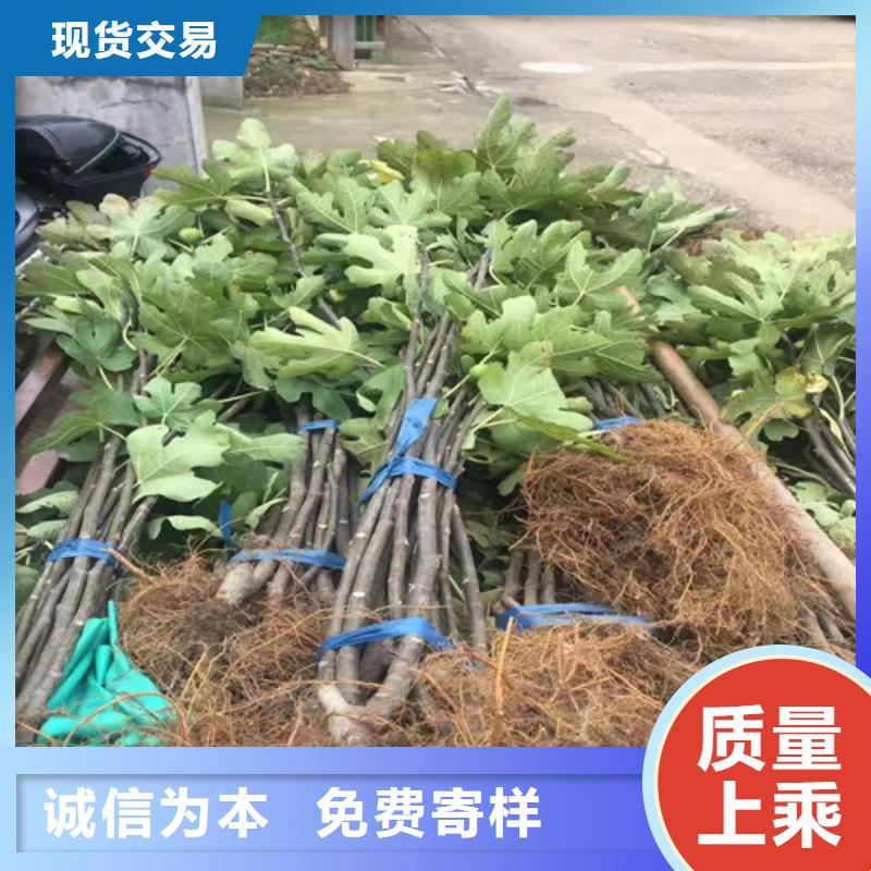 无花果樱桃树苗真材实料诚信经营