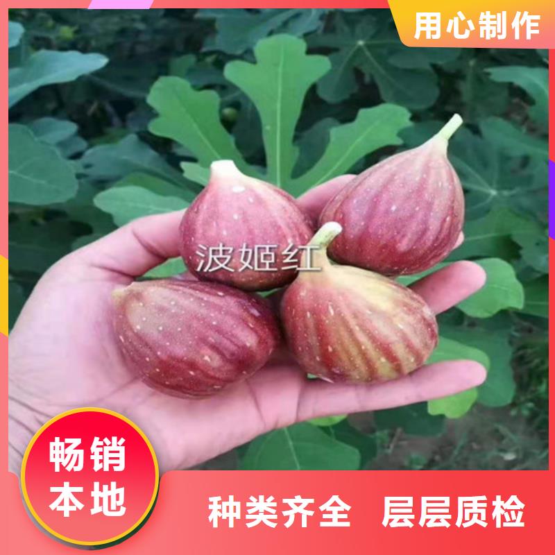 【无花果蓝莓苗支持定制】