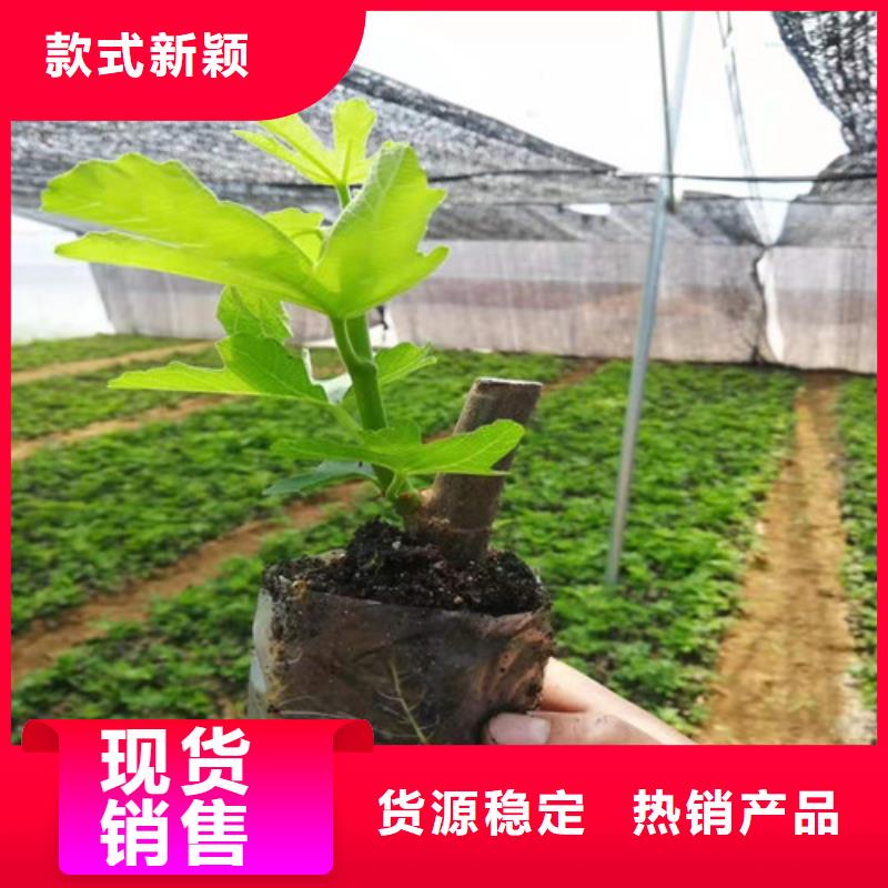 【无花果梨树苗免费回电】