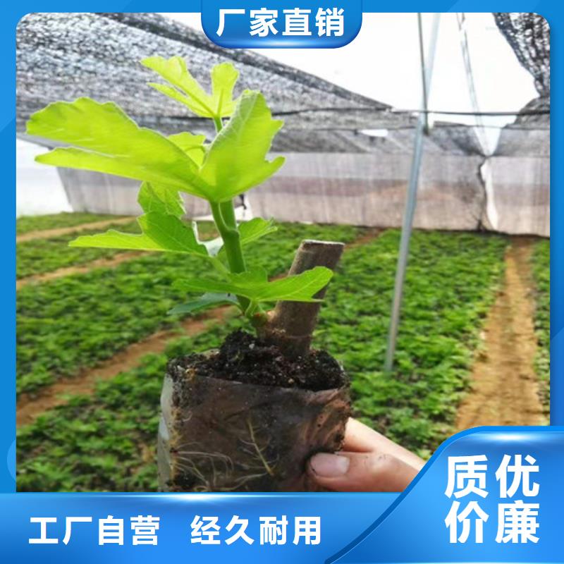 【无花果蓝莓苗支持定制】