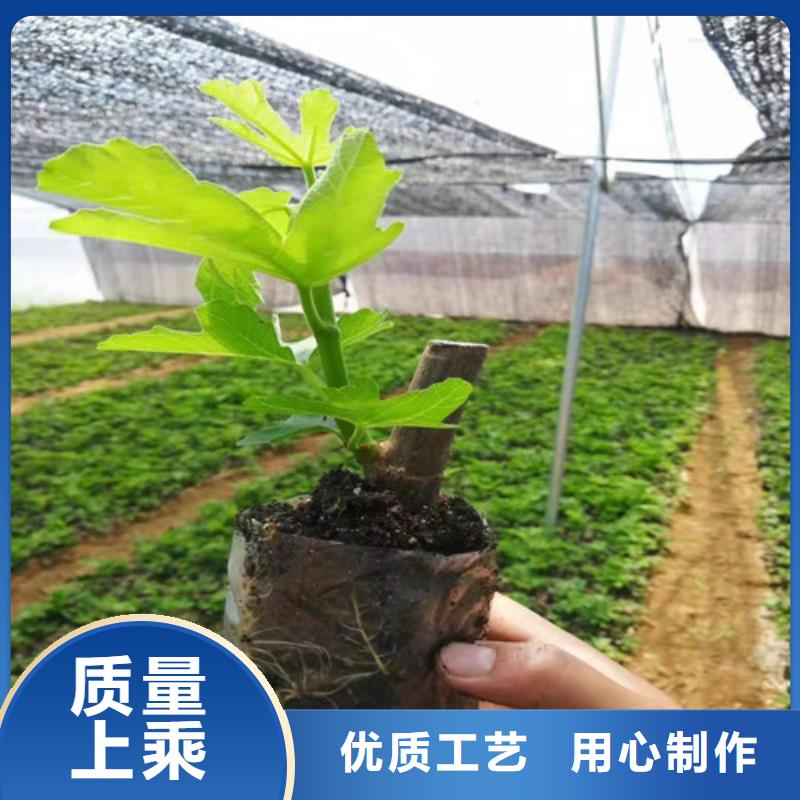 无花果秋月梨苗追求细节品质